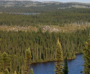 trees surrounding the water body. कितने पेड़?