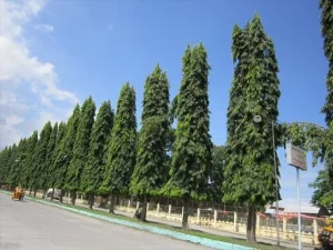 blue sky in the background with long trees lining at the side of the road.