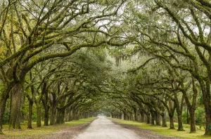 a long road parting green trees with its branches spread out. 