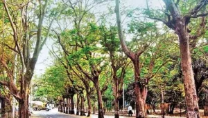 long green trees कितने पेड़?