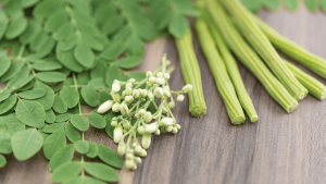 सहजन का परिचय