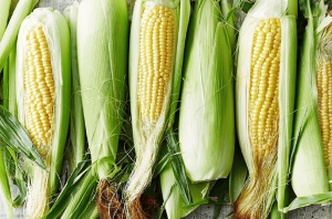 भुट्टे के रेशों के लाभ/Benefits of corn fiber
