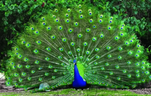 मोर का संरक्षण/Conservation of Peacocks