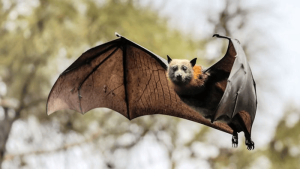 चमगादड़ की कहानी और शिक्षा/The story and lesson of bats