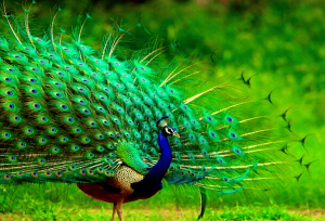 बारिश में मोर का नृत्य/Peacock dance in the rain