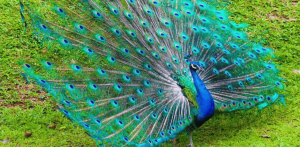 बारिश में मोर का नृत्य/Peacock dance in the rain