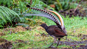 नकलची पक्षी और ध्वनियाँ/Imitation Birds and Sounds