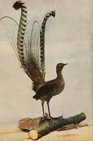 नकलची पक्षी और ध्वनियाँ/Imitation Birds and Sounds