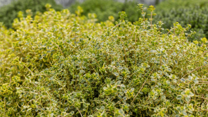 नींबू थाइम सर्दियों में जड़ी-बूटी/Lemon thyme is an herb in winter