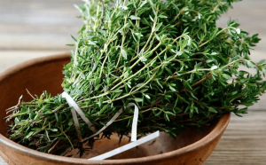 नींबू थाइम सर्दियों में जड़ी-बूटी/Lemon thyme is an herb in winter