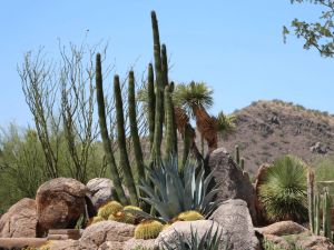 रेगिस्तानी पौधों की अनुकूलन क्षमता/Adaptability of desert plants