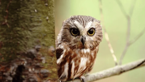 उल्लू तंत्र शास्त्र महत्व/Importance of Ulu Tantra Shastra