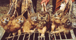 उल्लू तंत्र शास्त्र महत्व/Importance of Ulu Tantra Shastra