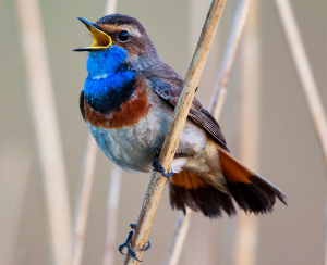 नकलची पक्षी और ध्वनियाँ/Imitation Birds and Sounds