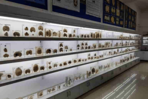 मानव मस्तिष्क संग्रहालय/Human Brain Museum