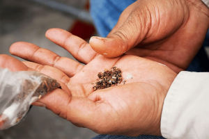 तंबाकू सेहत का दुश्मन/Tobacco is the enemy of health