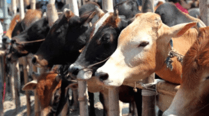 गौ संरक्षण/cow protection