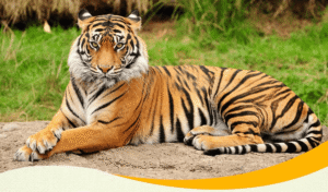 बाघ संरक्षण की पुकार/call for tiger conservation