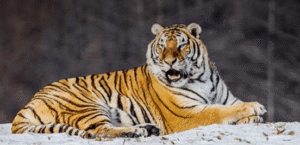 बाघ संरक्षण की पुकार/call for tiger conservation