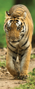 बाघ संरक्षण की पुकार/call for tiger conservation