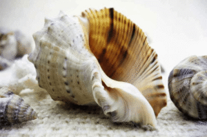 हर क्षेत्र में अमूल्य है शंख/The conch is invaluable in every sphere