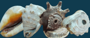 हर क्षेत्र में अमूल्य है शंख/The conch is invaluable in every sphere