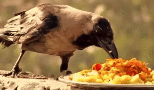 श्राद्ध में कौओं का महत्व/Crows in Shraddha